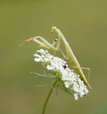 Europese bidsprinkhaan / European Praying Mantis