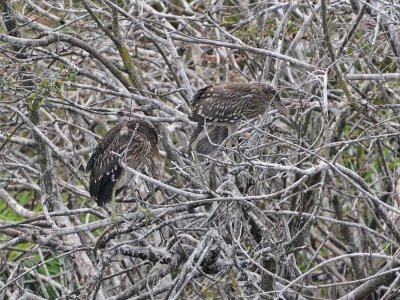 Kwak / Night Heron