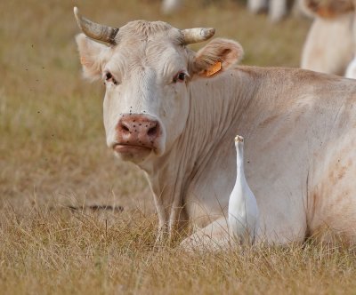 Koereiger / Cattle Egret