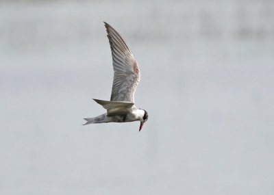 Witwangstern / Whiskered Tern
