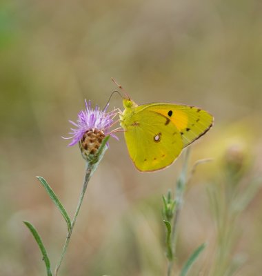 Oranje Luzernevlinder / Clouded Yellow