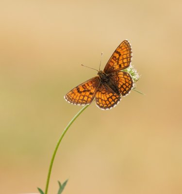 Westelijke Parelmoervlinder / Meadow Fritillary