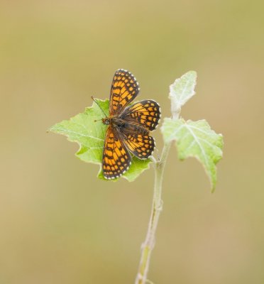 Westelijke Parelmoervlinder / Meadow Fritillary