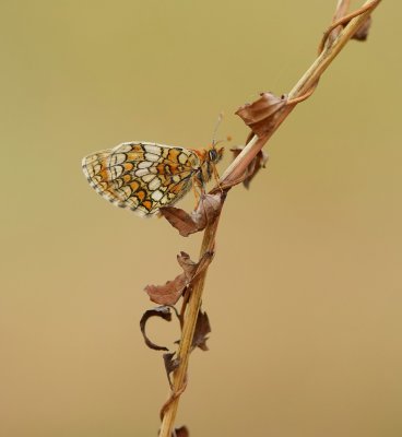 Westelijke Parelmoervlinder / Meadow Fritillary