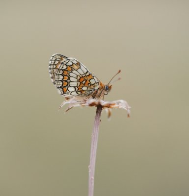 Westelijke Parelmoervlinder / Meadow Fritillary