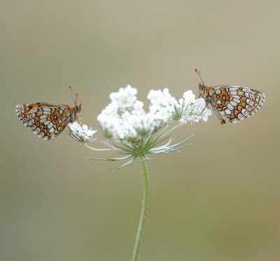 Westelijke Parelmoervlinder / Meadow Fritillary