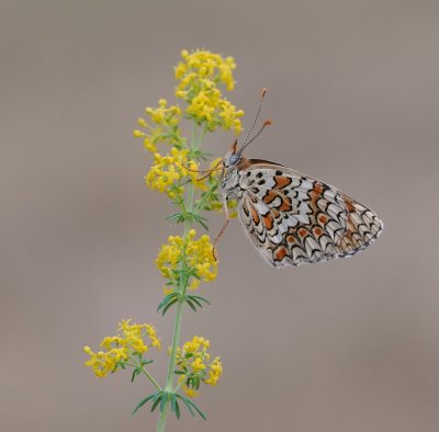 Knoopkruidparelmoervlinder / Knapweed Fritillary