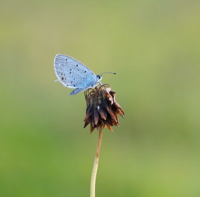 Staartblauwtje / Short-tailed Blue