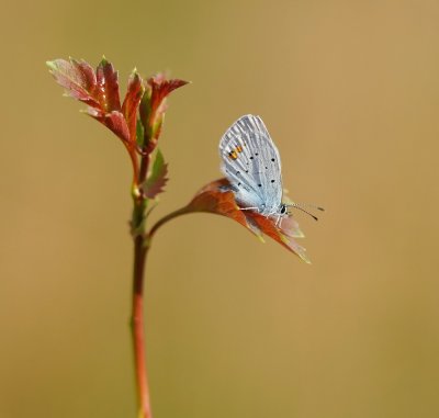 Staartblauwtje / Short-tailed Blue