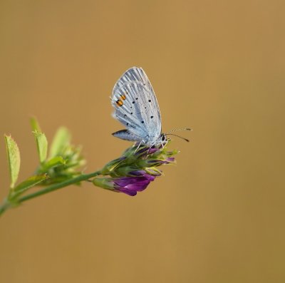 Staartblauwtje / Short-tailed Blue