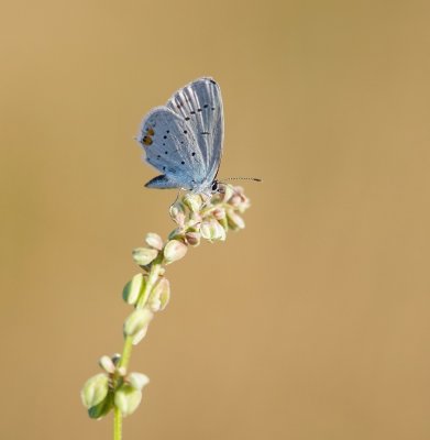 Staartblauwtje / Short-tailed Blue