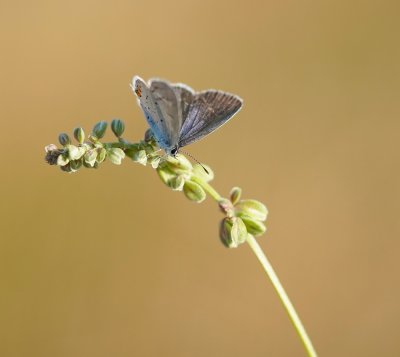 Staartblauwtje / Short-tailed Blue