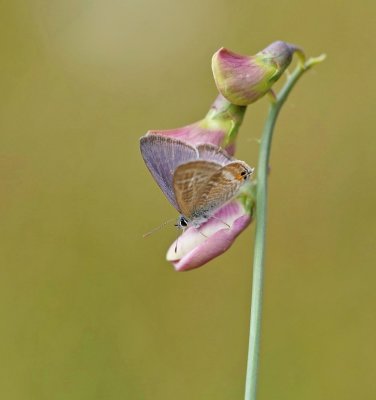 Tijgerblauwtje / Long-tailed Blue