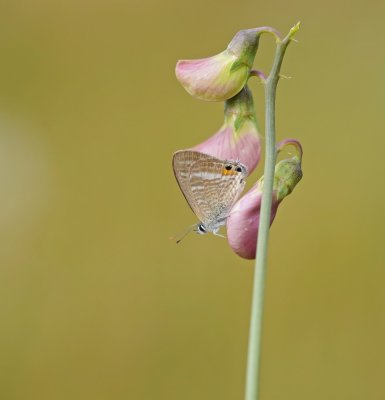 Tijgerblauwtje / Long-tailed Blue