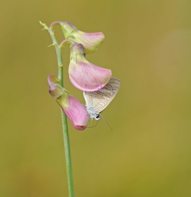 Tijgerblauwtje / Long-tailed Blue