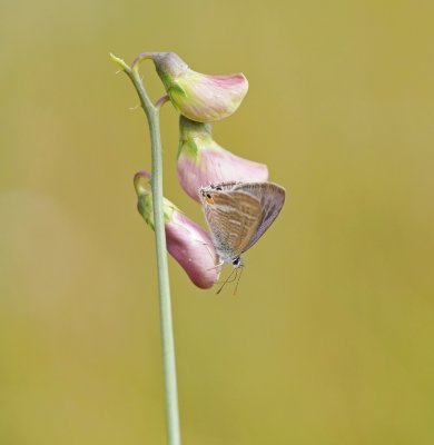 Tijgerblauwtje / Long-tailed Blue