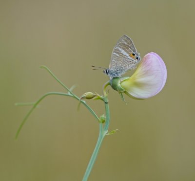 Tijgerblauwtje / Long-tailed Blue