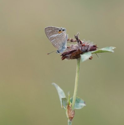 Tijgerblauwtje / Long-tailed Blue
