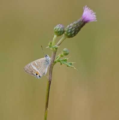 Tijgerblauwtje / Long-tailed Blue
