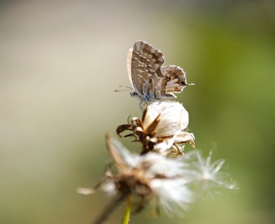 Geraniumblauwtje / Geranium Bronze