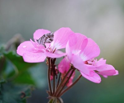 Geraniumblauwtje / Geranium Bronze