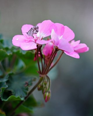 Geraniumblauwtje / Geranium Bronze