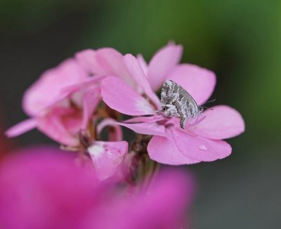 Geraniumblauwtje / Geranium Bronze