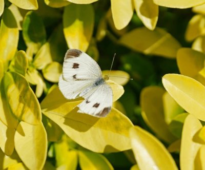 Scheefbloemwitje / Southern Small White