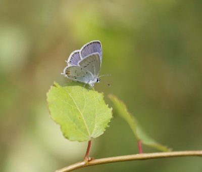 Staartblauwtje / Short-tailed Blue