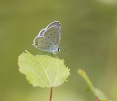:: Staartblauwtje / Short-tailed Blue ::