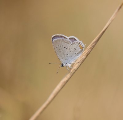 Staartblauwtje / Short-tailed Blue