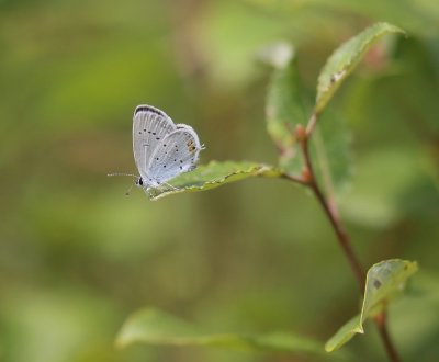 Staartblauwtje / Short-tailed Blue