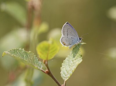 Staartblauwtje / Short-tailed Blue