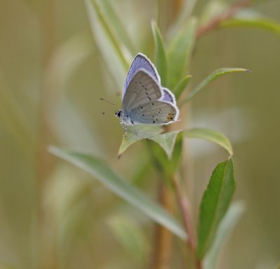 Staartblauwtje / Short-tailed Blue