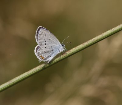 Staartblauwtje / Short-tailed Blue
