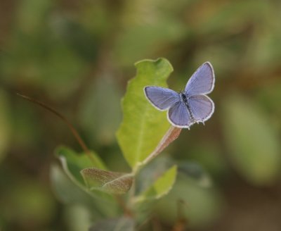 Staartblauwtje / Short-tailed Blue