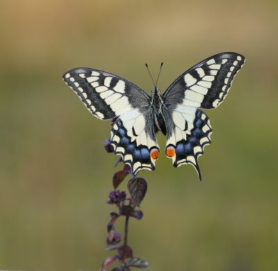 :: Dagvlinders van Nederland / Butterflies of the Netherlands ::