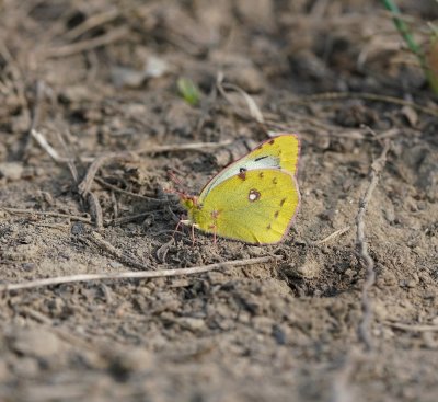 Gele Luzernevlinder / Pale Clouded Yellow
