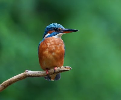 IJsvogel / Common Kingfisher