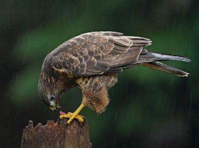 Buizerd / Common Buzzard