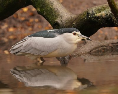 Kwak / Black-crowned Night Heron