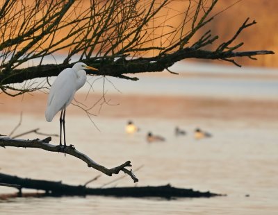 Grote Zilverreiger / Great White Egret