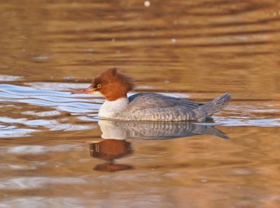 Grote Zaagbek / Goosander