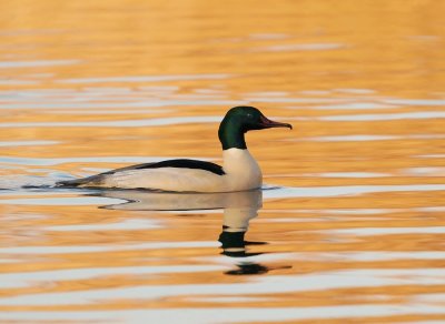 Grote Zaagbek / Goosander