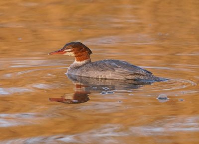 Grote Zaagbek / Goosander