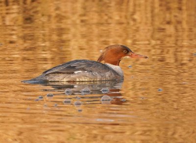 Grote Zaagbek / Goosander