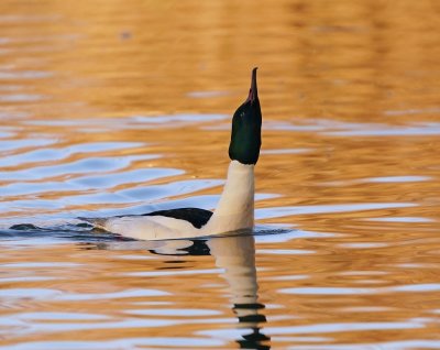 Grote Zaagbek / Goosander
