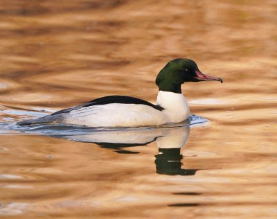 Grote Zaagbek / Goosander