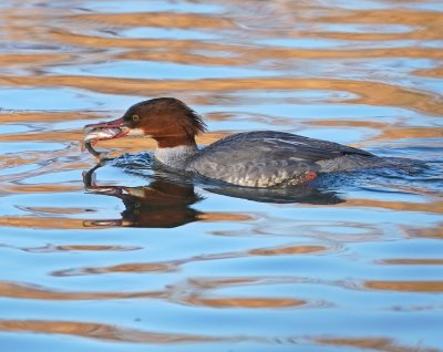 Grote Zaagbek / Goosander