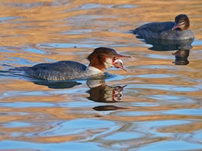 Grote Zaagbek / Goosander